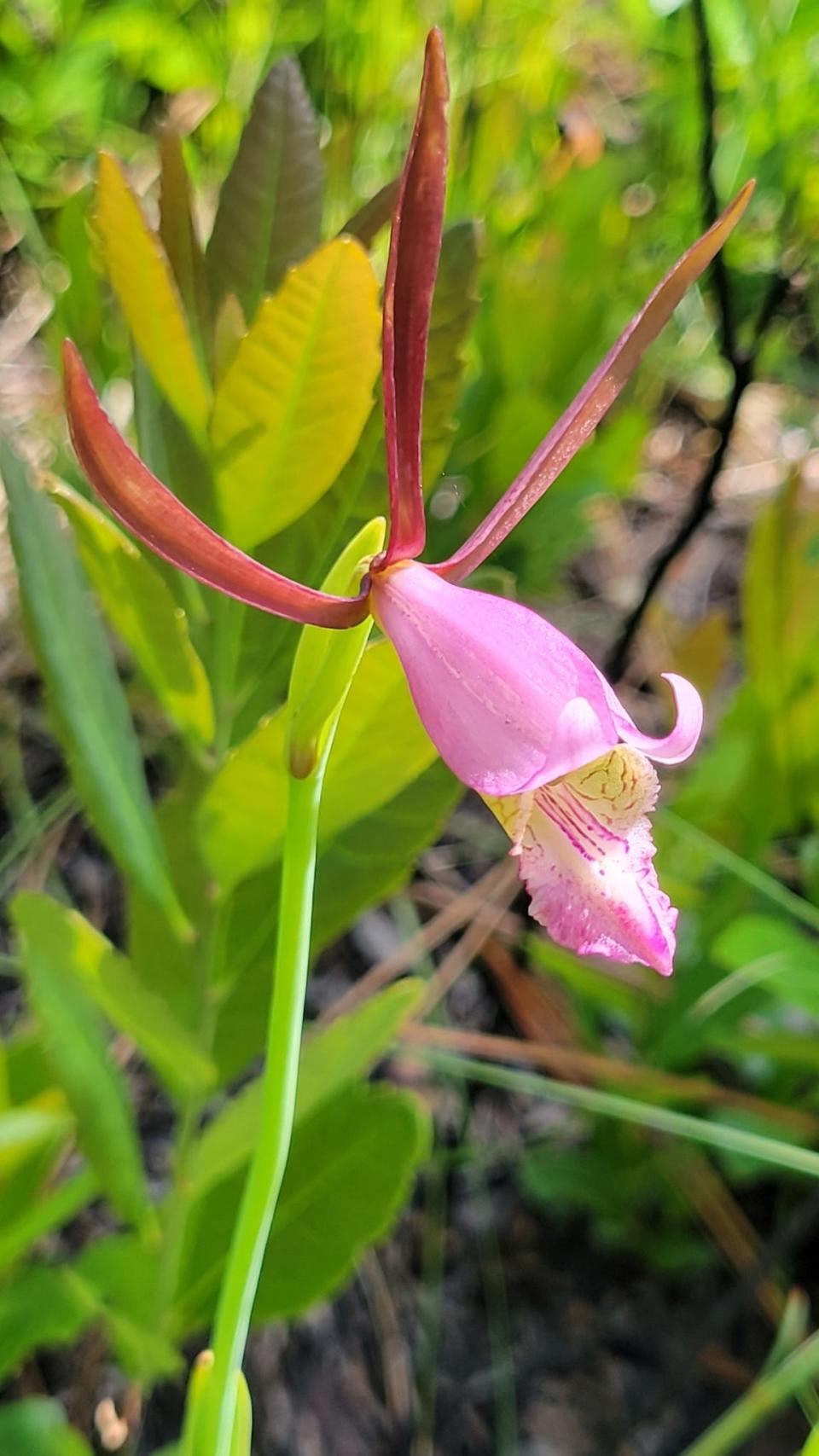 The rosebud orchid, one of the more elusive species in the national park, is a rare but special surprise to observe along trails in spring. Even keen observers often miss the flower, as it sprouts up from what is often mistaken for a patch of weeds.