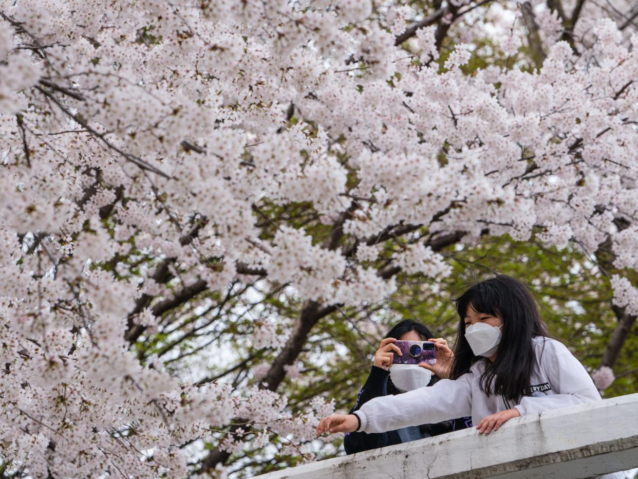 Women wearing face masks take photos in front of blooming cherry trees in Seoul.