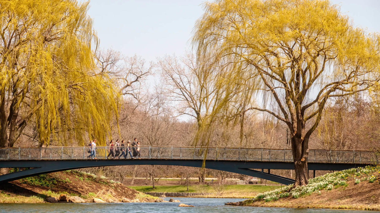 GLENCOE, ILLINOIS/USA - MAY 1, 2018: Seven women and one man stroll as a group, perhaps, along a footbridge across a lagoon on a sunny afternoon in spring at Chicago Botanic Garden.