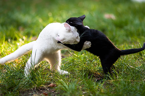 Un perro descubre la mejor forma de detener una pelea entre gatos. Foto: Anthoptic / Getty Images