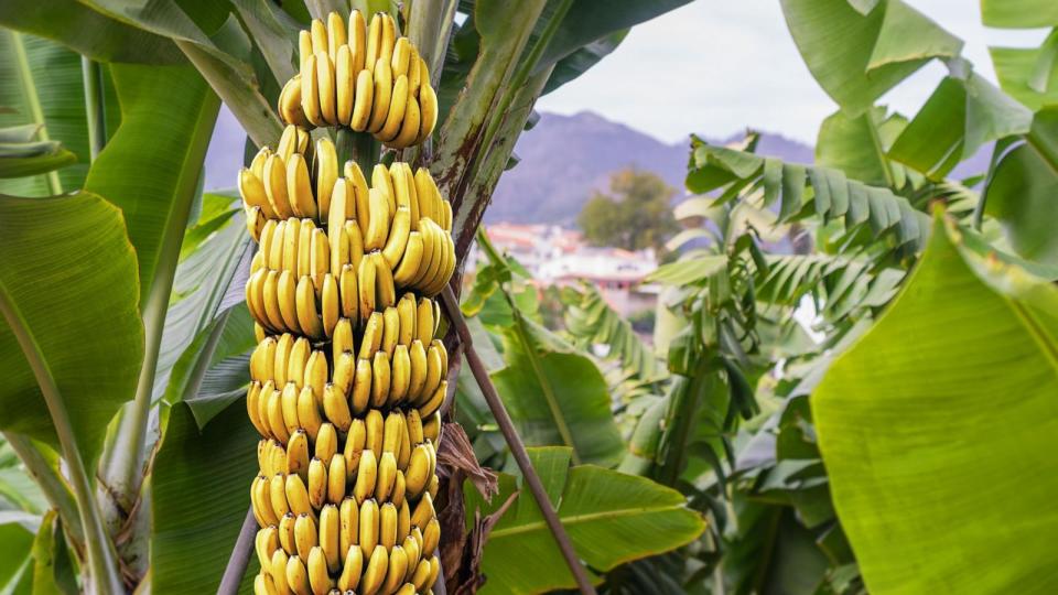 PHOTO: Stock photo of bananas growing in a tree. (Adobe Stock)