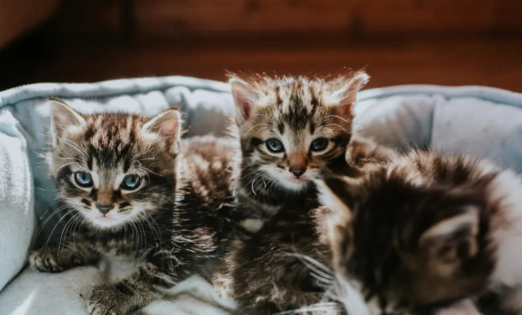 Cats thought to be lost in a Connecticut house fire are found alive and reunited, like these two kittens and their mom.