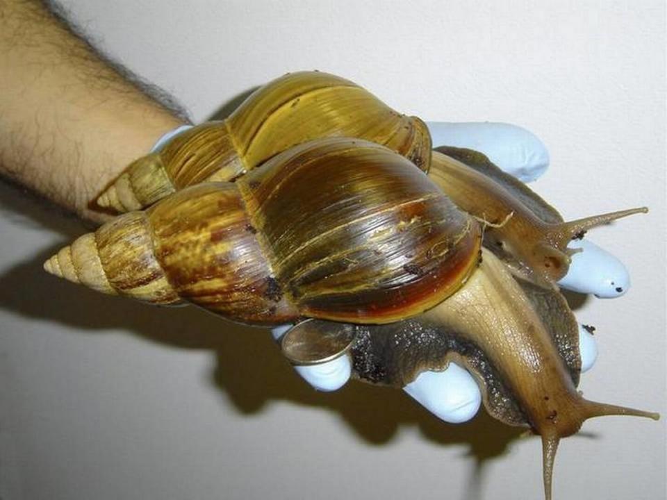 Giant African land snails are held by a Florida Department of Agriculture worker searching for the pests in Dade County on Sept. 5, 2012. FLORIDA DEPT. OF AGRICULTURE