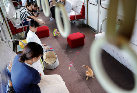 Passengers play with cats, in a train cat cafe, organised on a local train to bring awareness to the culling of stray cats, in Ogaki, Gifu Prefecture, Japan September 10, 2017. REUTERS/Kim Kyung-Hoon