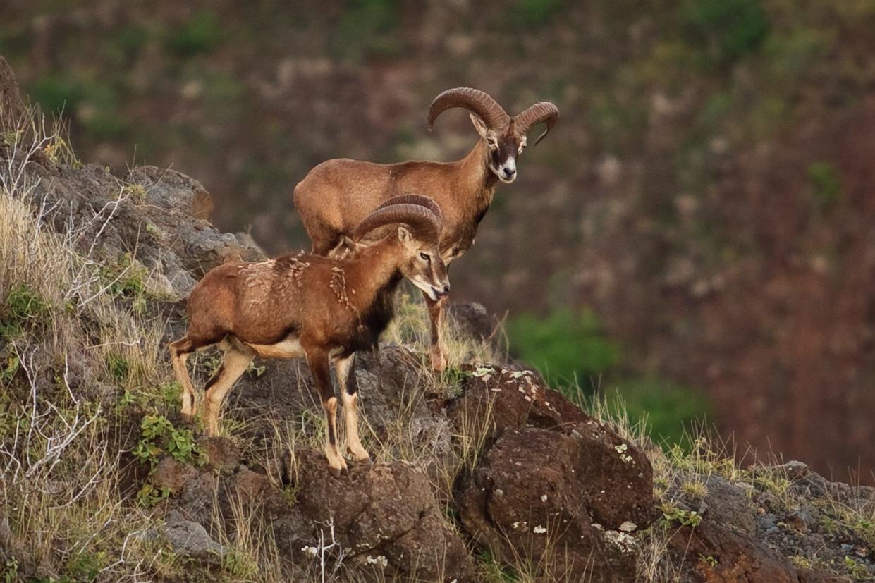 Mouflon Ram pair on Lanai
