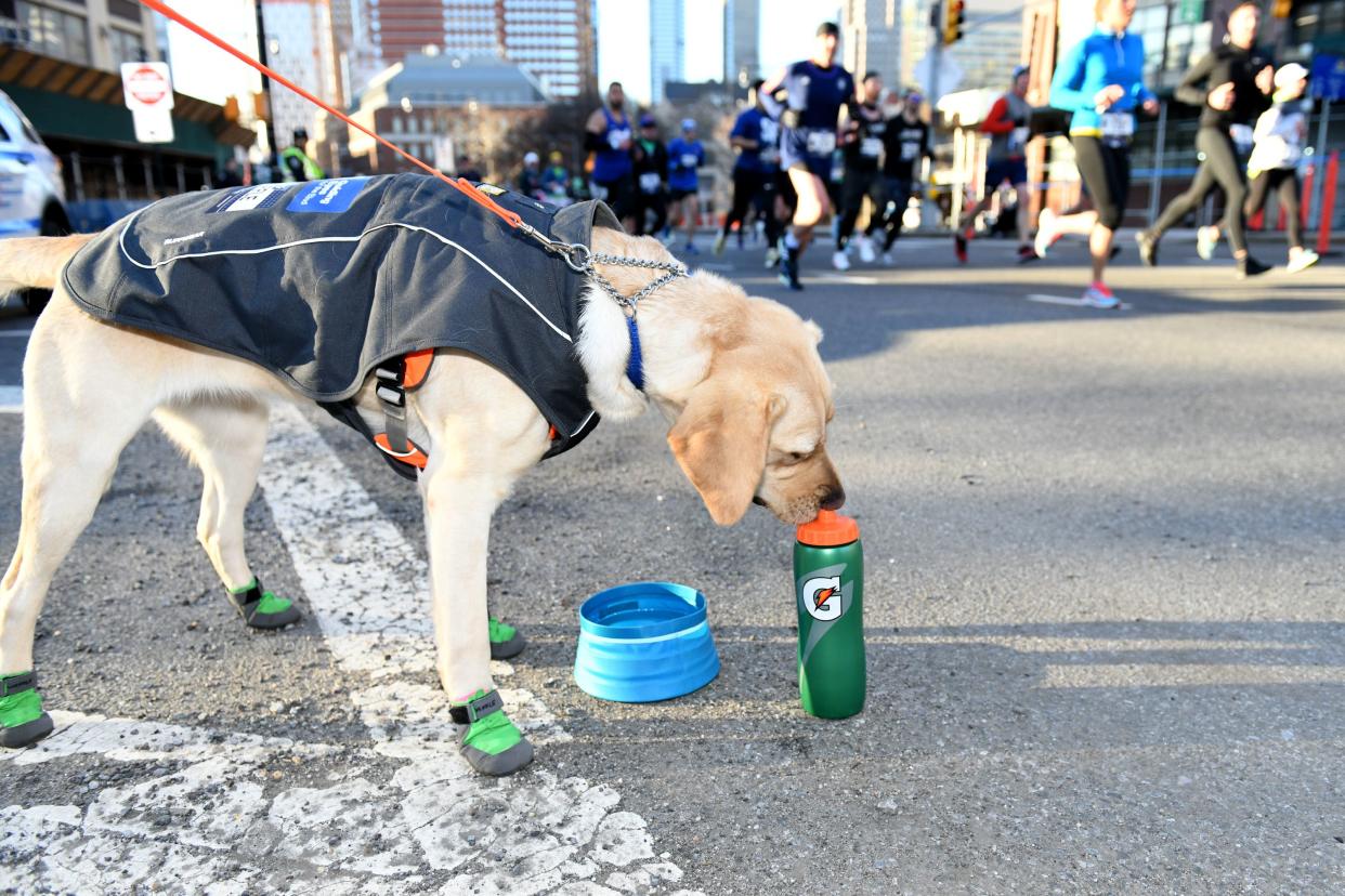 Waffle joins Guiding Eyes for the Blind President and CEO, Thomas Panek, as he Runs the first ever 2019 United Airlines NYC Half Led Completely by Guide Dogs, on March 17, 2019 in New York City. 