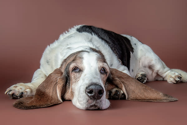 #5 Basset Hound