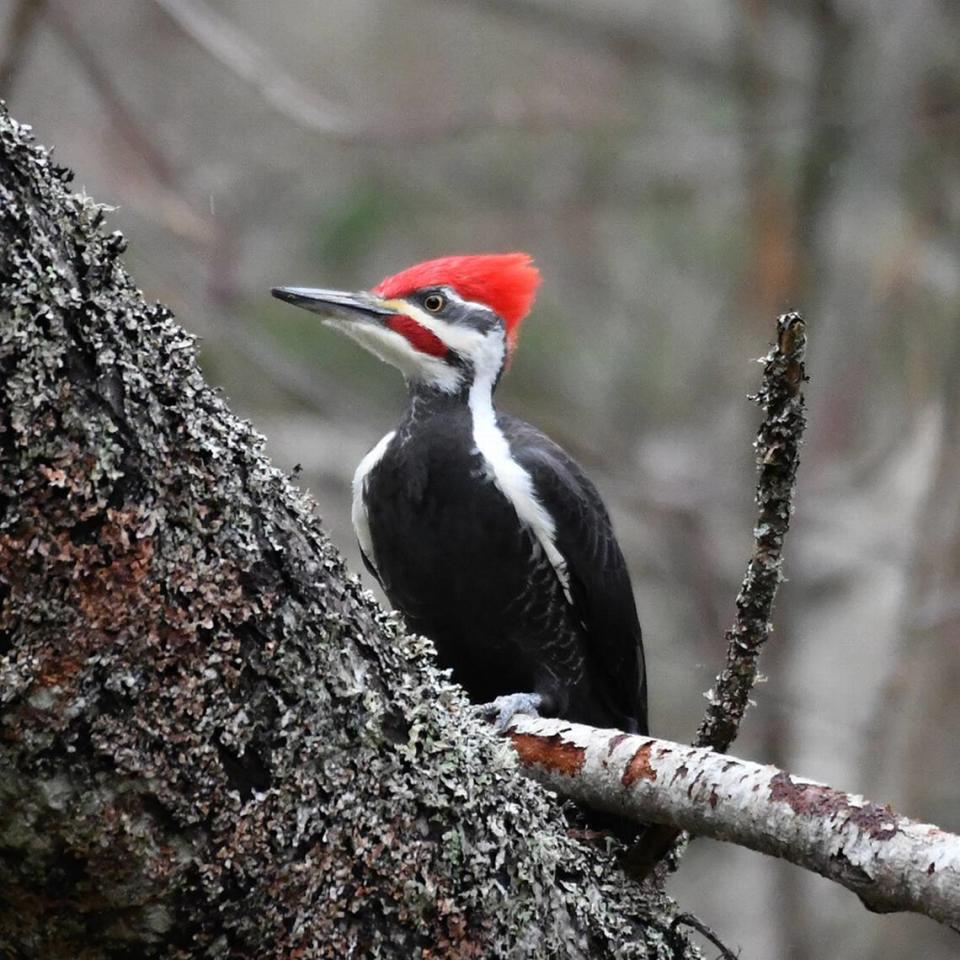 A pileated woodpecker is shown at Titlow Park in Tacoma. Harkness says it is her favorite species of bird.