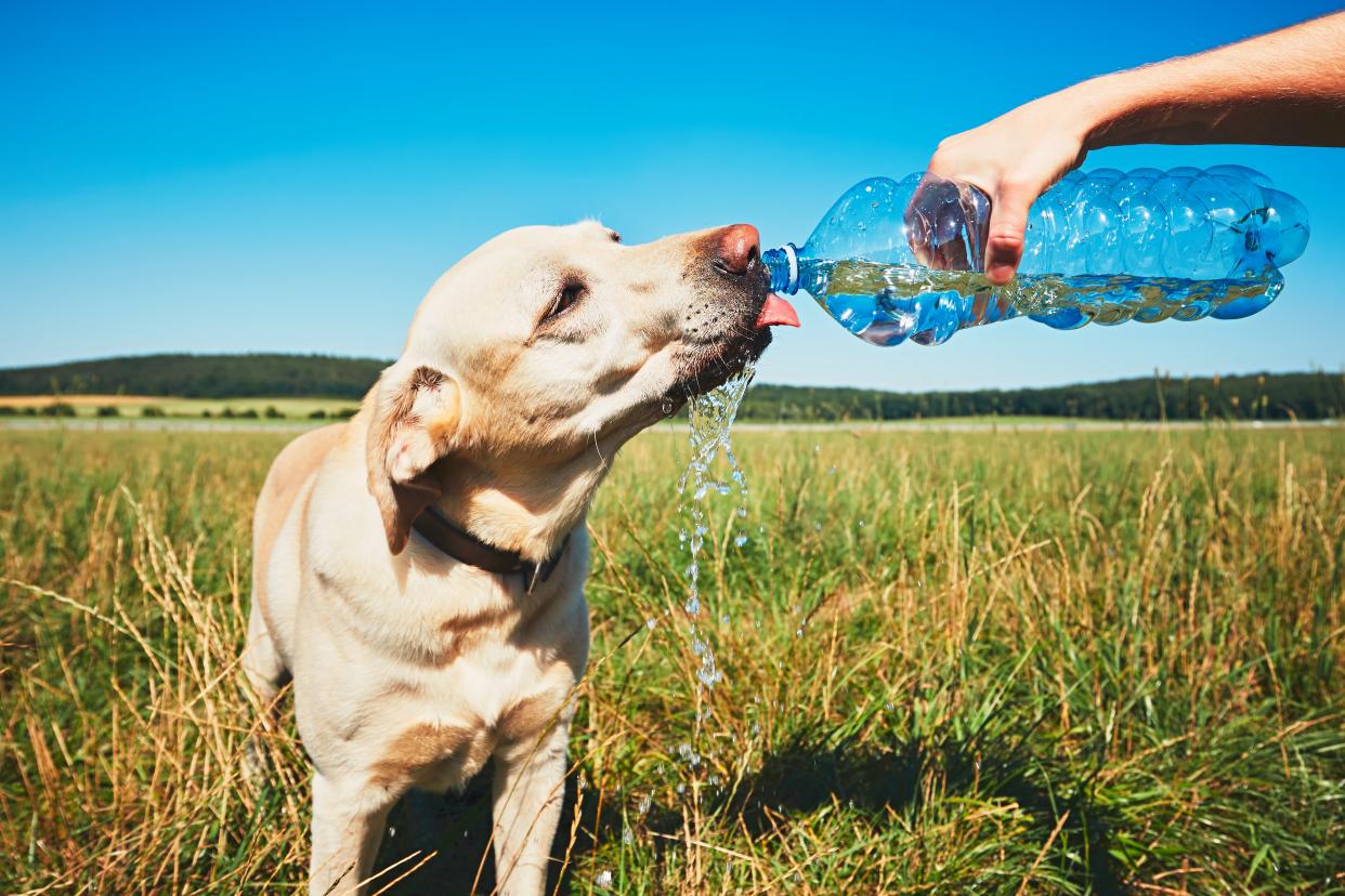 Viel Trinken ist wichtig, aber auch Schatten und keine Überanstrengung bei Hitze - bei Hunden die häufigste Ursache für Hitzschlag (Bild: Getty Images)