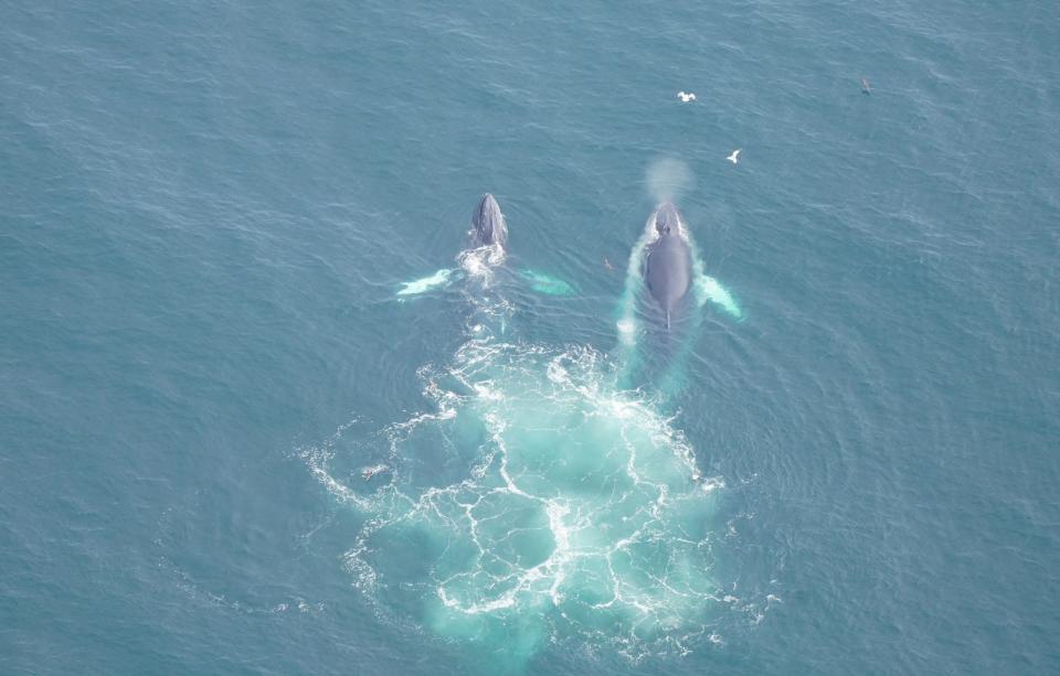 2 humpback whales in light blue ocean water with bubbles behind them