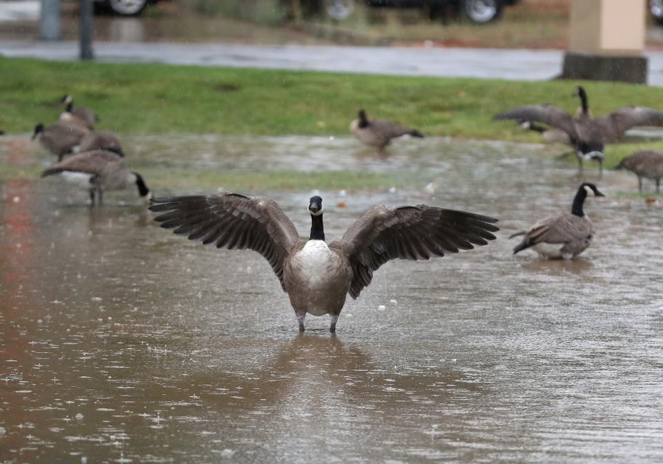 Geese enjoy the puddles of water in the parking area at Rancho Simi Community Park off Royal Avenue and Thompson Lane in Simi Valley on Sunday.