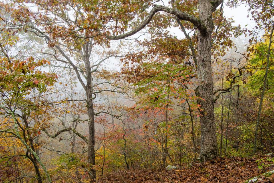 Bryant Creek State Park in Ava