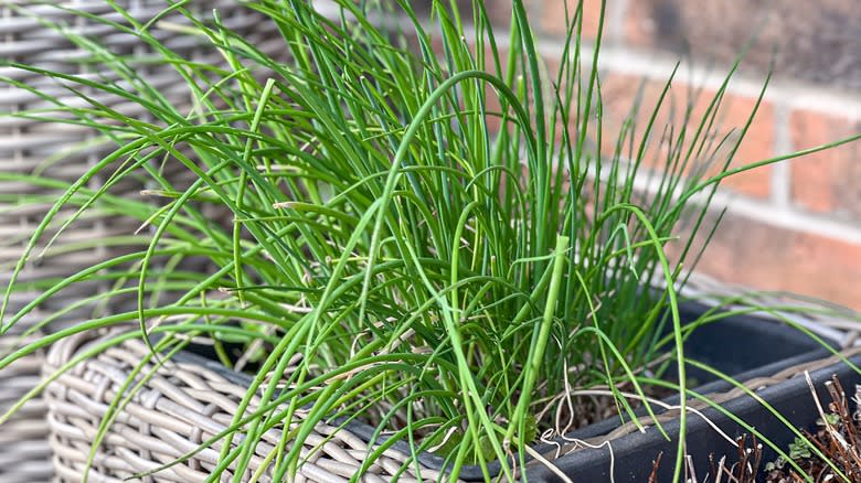 Chives growing in pot