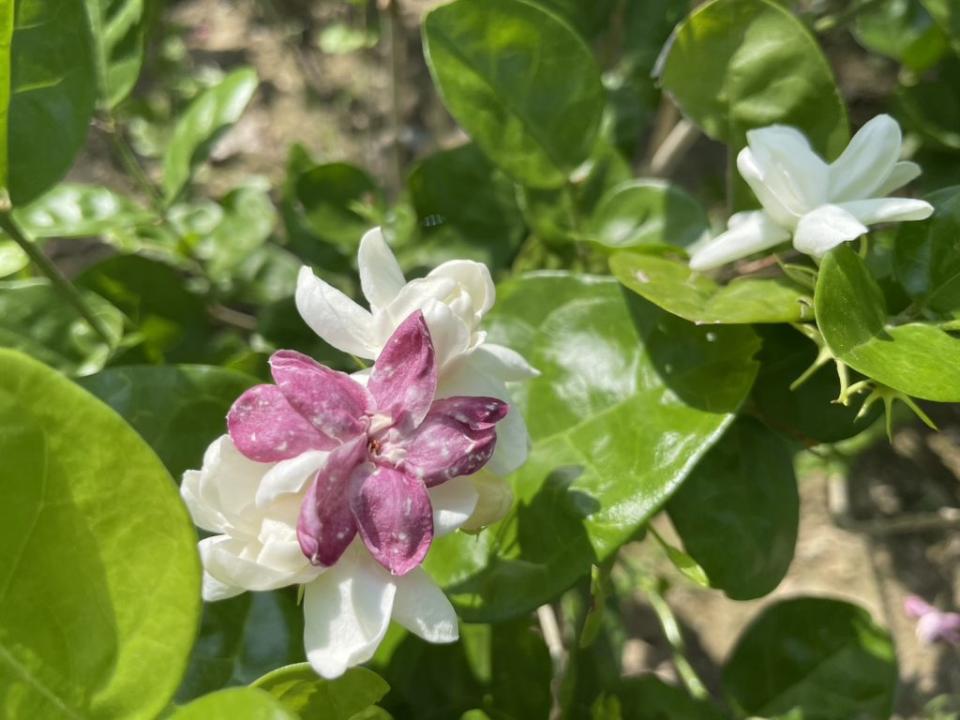 山上花園水道博物館的玉蘭花和苿莉花開送香氣。（記者張淑娟攝）