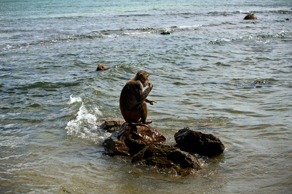 A monkey eats atop a rock