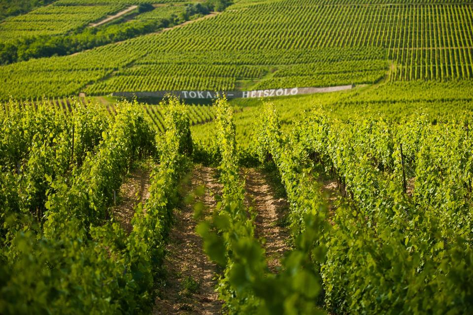 Vineyards in the Tokaj region
