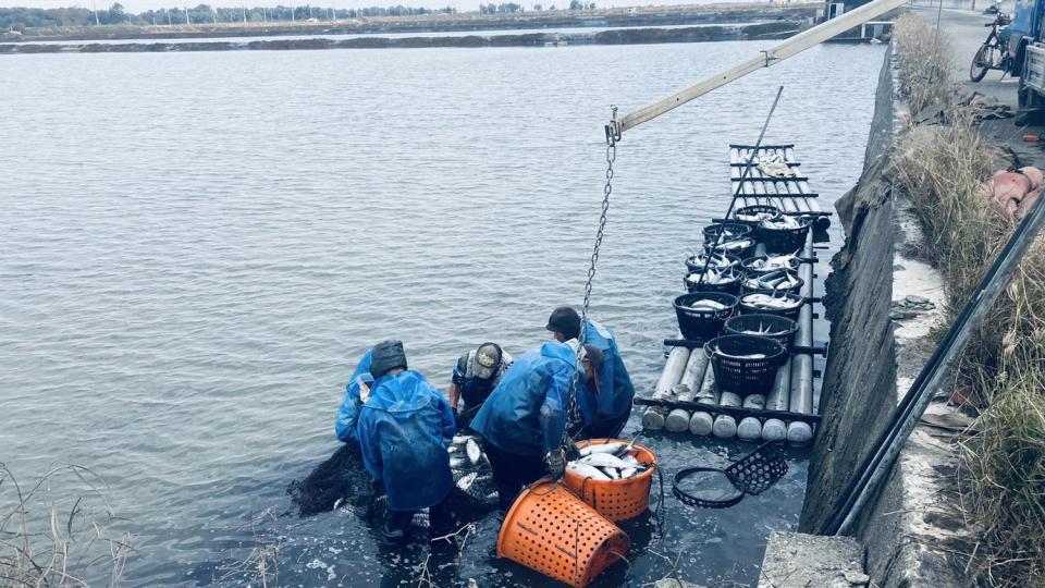 寒流一波波來襲，全台都傳出農損，其中以蓮霧及虱目魚受損最重(圖為虱目魚魚塭)   圖：嘉義縣農業處漁業科／提供