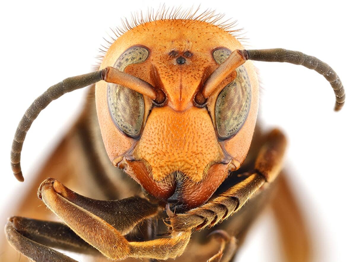 Entomological societies in Canada and the United States have adopted northern giant hornet as the new common name for Vespa mandarinia, which had been widely known as the 'Asian giant hornet' or 'murder hornet.' (Entomological Society of America - image credit)