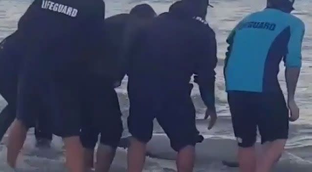 Bondi Rescue lifeguards tried to return the injured dolphin to the water.  Source: Instagram.