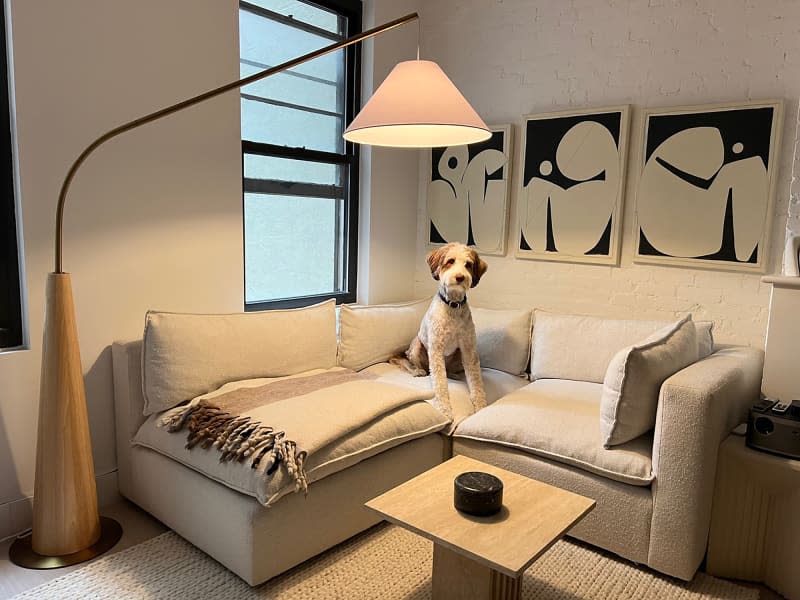 Dog sitting on corner couch with throw under hung artwork in living area with accent table and floor lamp.