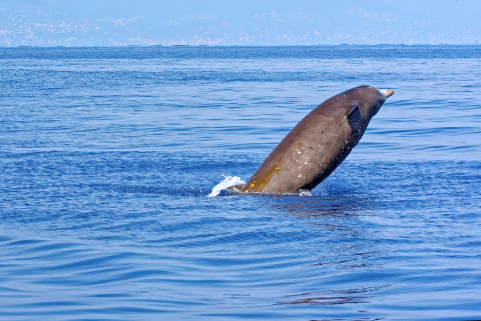 A Cuvier's beaked whale