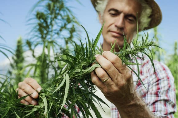 A male farmer pruning the leaves of a cannabis plant.