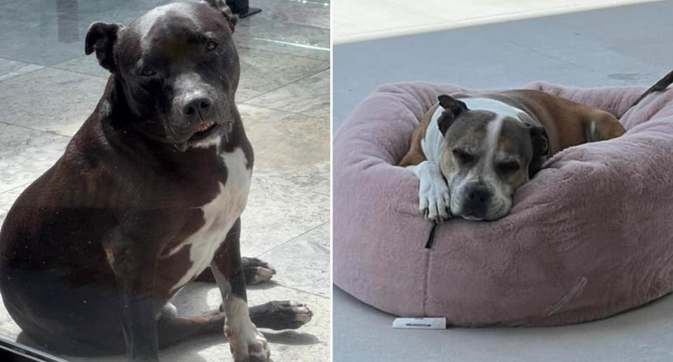 Two staffie dogs who were reportedly poisoned by marijuana. 