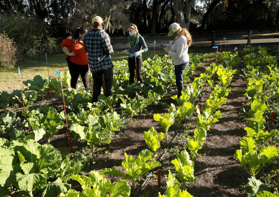 Melissa DeSa, center, the community programs director at Working Food, talks with some local farmers about some to the unique varieties of collards being grown at the University of Florida Field and Fork Garden as part of the Heirloom Collard Project in Gainesville in 2020.