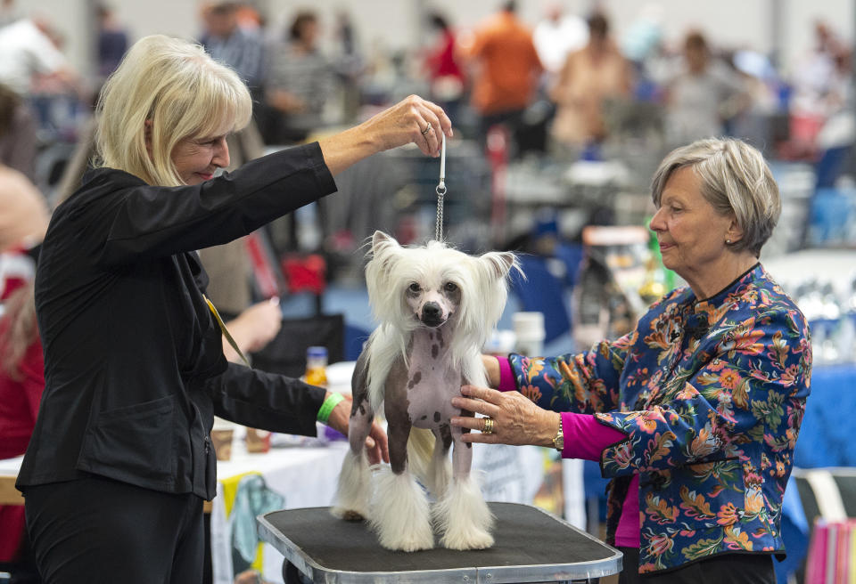 <p>Jury member Gisa Schicker, right, judges a Chinese Crested dog during an international dog and cat exhibition in Erfurt, Germany, June 16, 2018. (Photo: Jens Meyer/AP) </p>