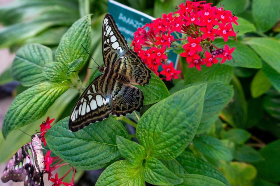 The Clipper butterfly from Asia lands on star flower plant.