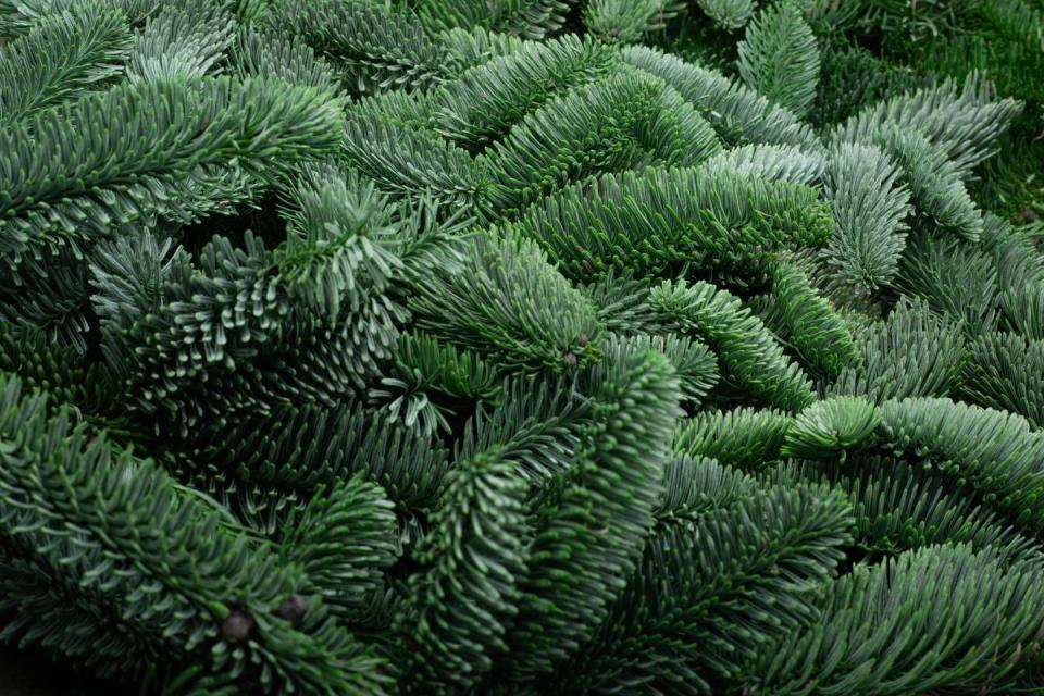 5) Noble Fir