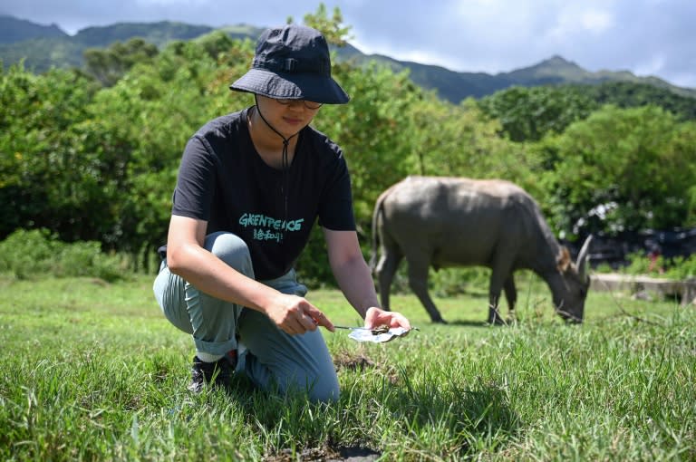 Greenpeace campaigner Leanne Tam collecting buffalo faeces samples on Lantau Island to test for microplastics in the enviroment in Hong Kong (Peter PARKS)