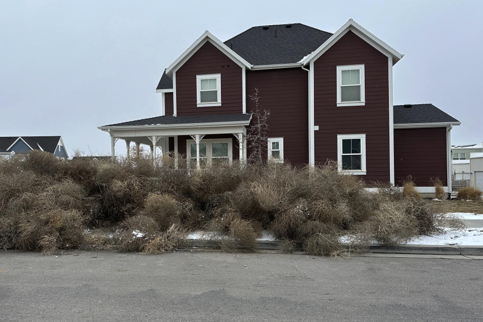 Tumbleweeds appear in front of a home in South Jordan, Utah, on Tuesday, March 5, 2024. The suburb of Salt Lake City was inundated with tumbleweeds after a weekend storm brought stiff winds to the area. The gnarled icon of the Old West rolled in over the weekend and kept rolling until blanketing some homes and streets in suburban Salt Lake City. (AP Photo/Brady McCombs)