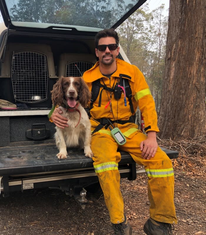 Taylor, a koala detection dog, poses for a photo with animal trainer Ryan Tate at bushfire-affected Taree, New South Wales, Australia