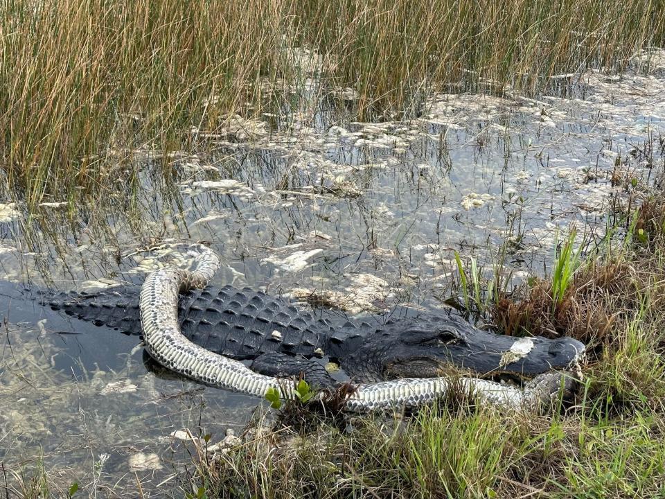 An alligator eating a python in the Florida Everglades. Alison Joslyn captured the photos on a Dec. 20, 2023 bike ride along the Shark Valley loop. The alligator moved very little, even though the python's head was in its mouth.
