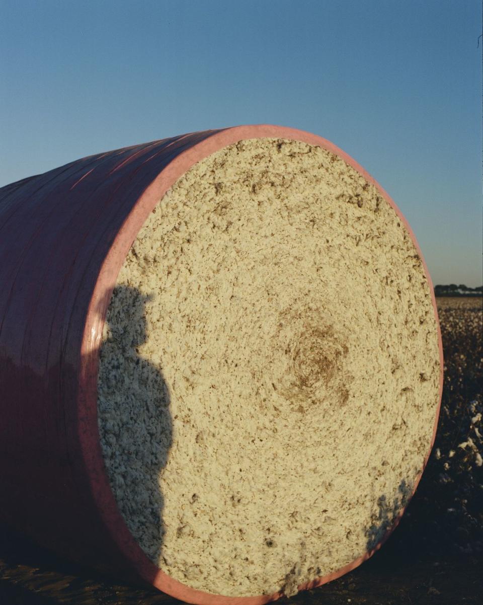 regenerative cotton farm