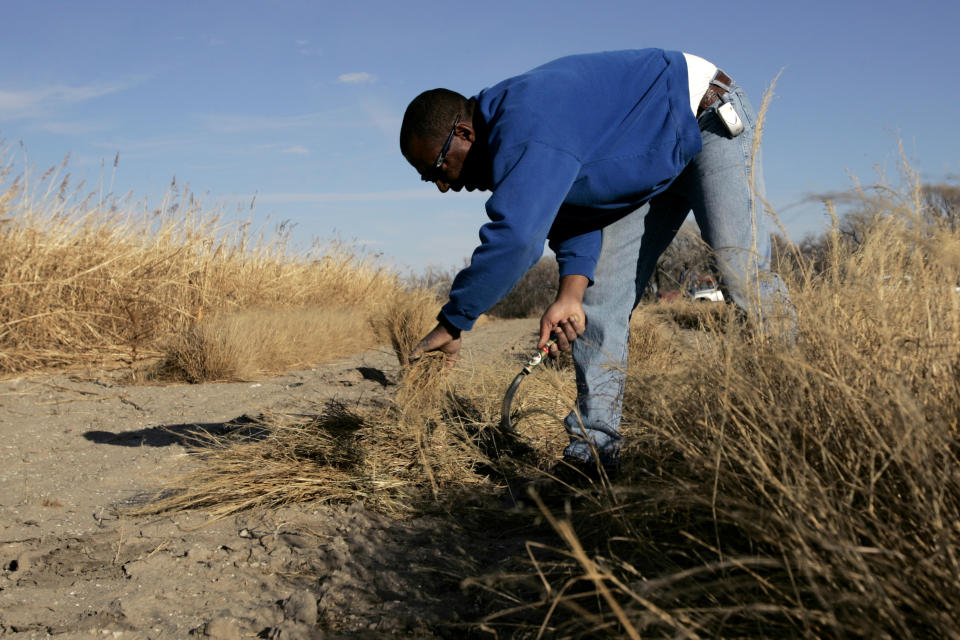 FILE - In this Nov. 17, 2005, file photo, Gil Alexander harvests the Ethiopian crop teff in a test plot near Nicodemus, Kan. Alexander was the last active Black farmer in the community of Nicodemus, which was founded by former slaves known as "exodusters" in the 1870s. New legislation in Congress aims to remedy historical inequities in government farm programs that have helped reduce the number of Black farmers in the United States from about a million in 1920 to less than 50,000 today. (AP Photo/Charlie Riedel, File)