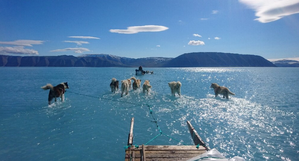 A number of sled dogs run through blue water in front of mountains in Greenland. Source: Steffan Olsen/Supplied