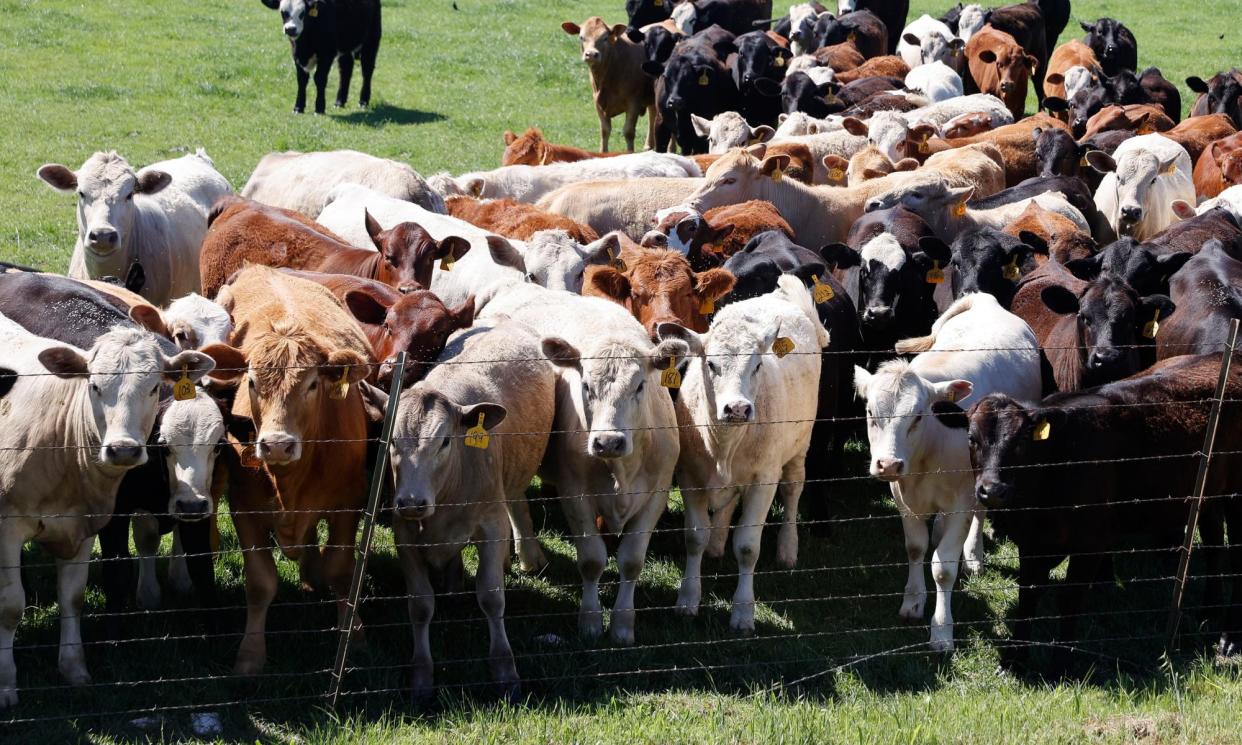 <span>Cattle huddle together behind a fence at a farm in Austin, Texas, on 2 April 2024.</span><span>Photograph: Adam Davis/EPA</span>