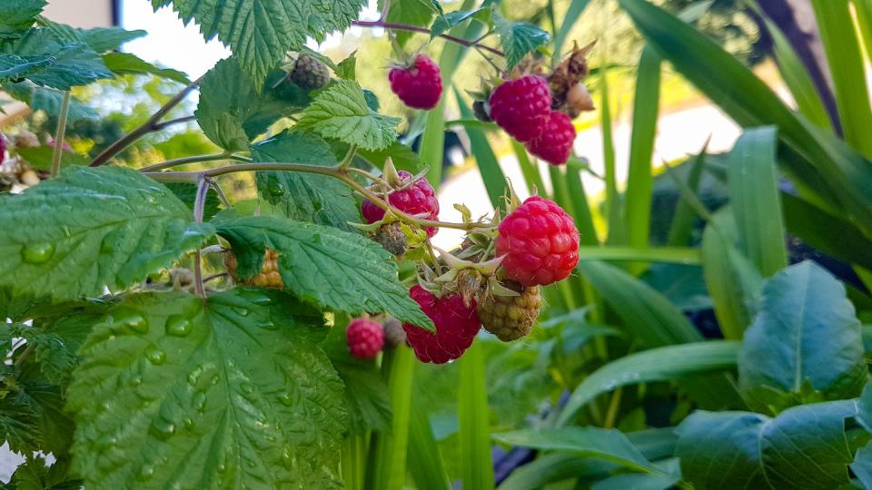 <p>Utilising all of the space on your balcony, particularly on walls where you might have some space to spare, can allow you to create your very own mouth-watering fruit garden. </p><p>Grow the likes of grapes, blackberries, raspberries and gooseberries, while simultaneously adding colour to a previously blank area.</p>