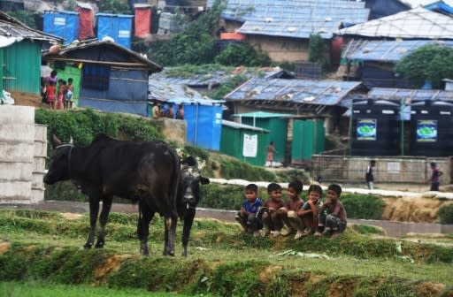 Young Rohingya refugees keep an eye on cows at the Thangkhali refugee camp in Cox's Bazar, Bangladesh