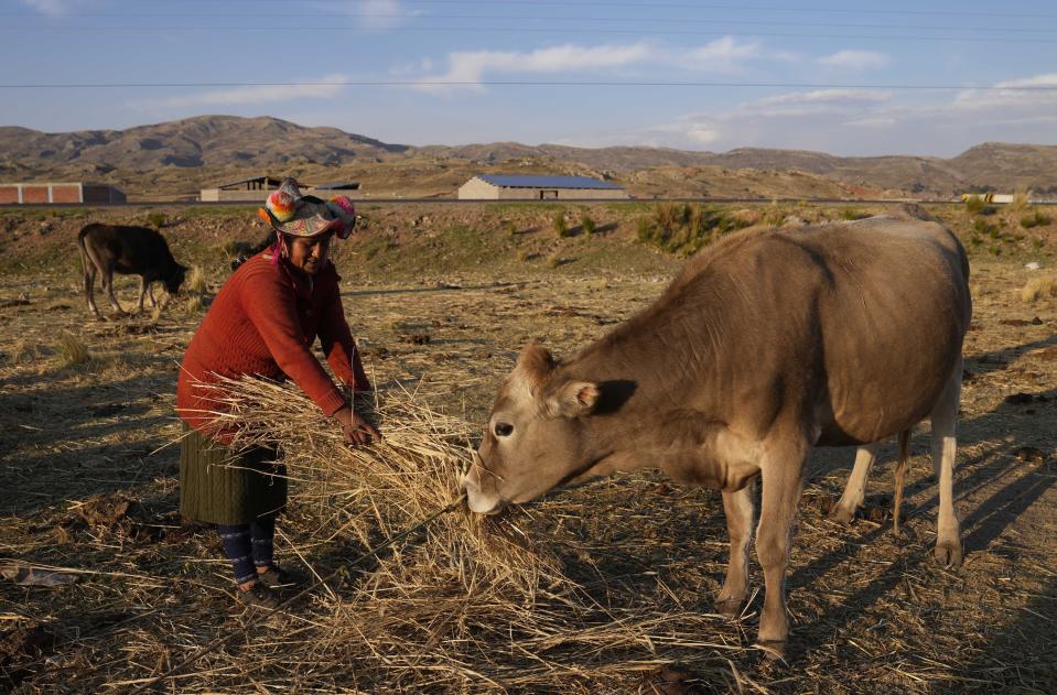 Maribel Vilca feeds one of her cows in Jochi San Francisco, Peru, Friday, Oct. 29, 2021. Vilca said she will not get vaccinated for COVID-19 because she has a mistrust of the government health services after bad experiences during two pregnancies. (AP Photo/Martin Mejia)