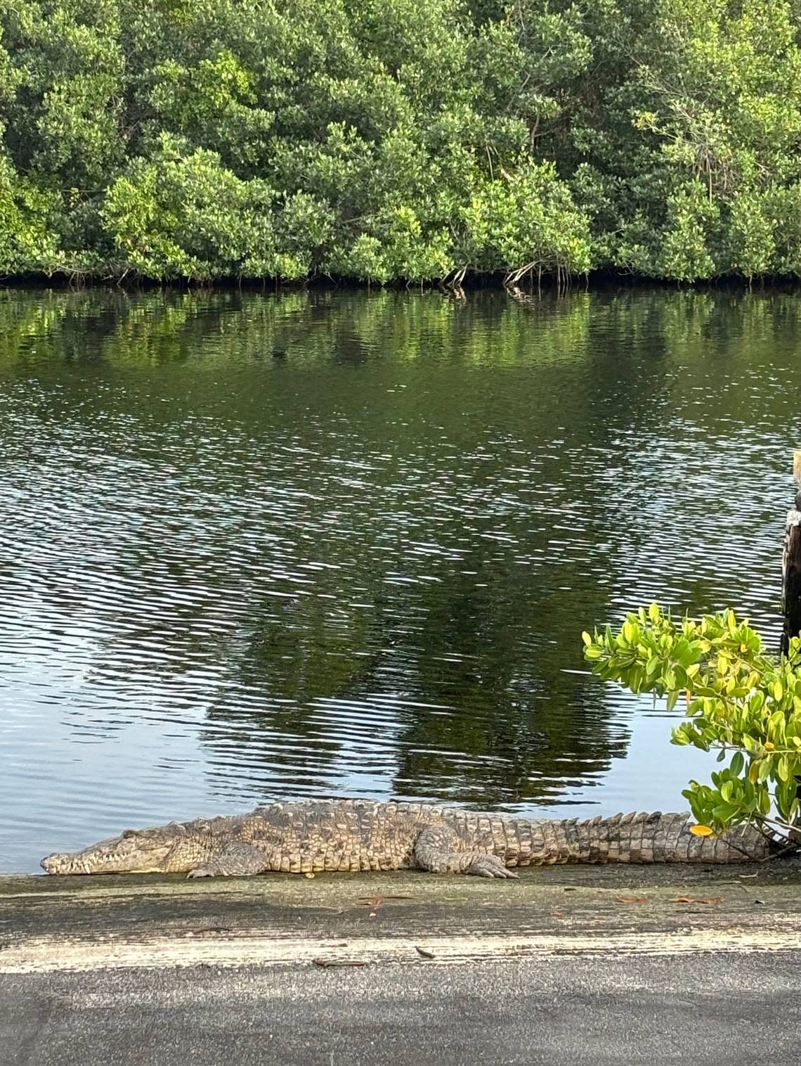 A crocodile lounges on the Whitewater Bay boat ramp in Flamingo, the southernmost National Park Service headquarters in Everglades National Park.
