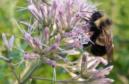 A rusty patched bumble bee which the U.S. Fish and Wildlife Service proposed listing for federal protection as an endangered species is pictured in Madison, Wisconsin, U.S. August 7, 2015. Photo courtesy of Rich Hatfield/Handout via REUTERS