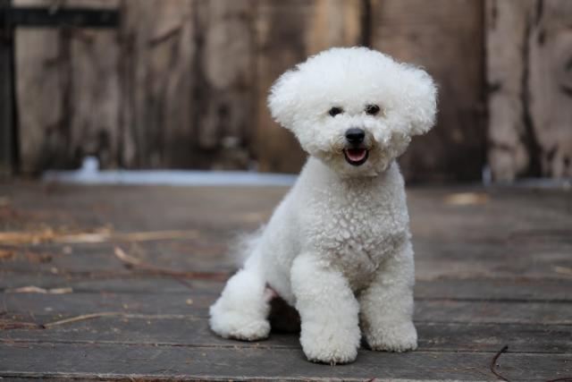 are bichon frise dogs barkers