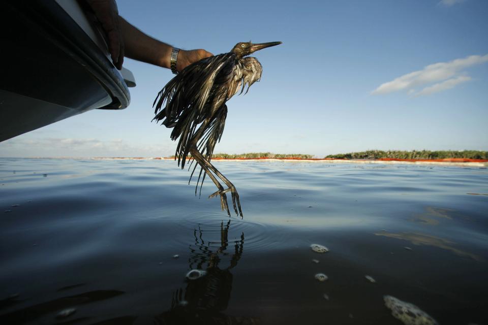 FILE - In this June 26, 2010, file photo, Plaquemines Parish Coastal Zone Director P.J. Hahn rescues a heavily oiled bird from the waters of Barataria Bay, La. The Biden administration on Thursday, Feb. 4, 2021, delayed a rule finalized in President Donald Trump's last days in office that would have drastically weakened the government's enforcement powers under a century-old law protecting most American wild birds. (AP Photo/Gerald Herbert, File)