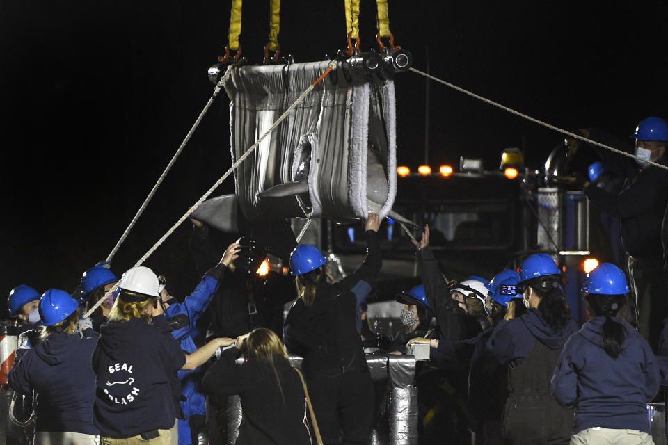 A Beluga whale is transported at Mystic Aquarium after arriving from Canada, Friday, May 14, 2021 in Mystic, Conn. A total of five Beluga whales from Marineland in Niagara Falls, Ontario,Canada will be moved to the aquarium. The whales will be leaving an overcrowded habitat with about 50 other whales and will be at the center of important research designed to benefit Belugas in the wild. (AP Photo/Jessica Hill)