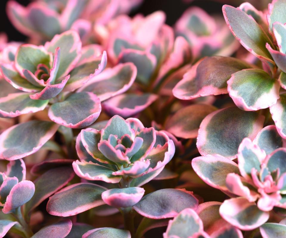 Sedum Sunsparkler series, purple and green