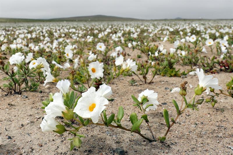 (FOTOS) Florece en Chile el desierto más árido del mundo