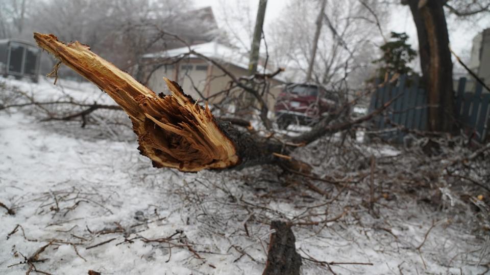 Last year's ice storm, the derecho and various tornadoes have all slowed the city's efforts to replace lost tree cover. (Francis Ferland/CBC)